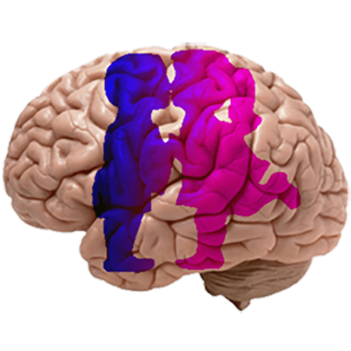 cerebrito.com